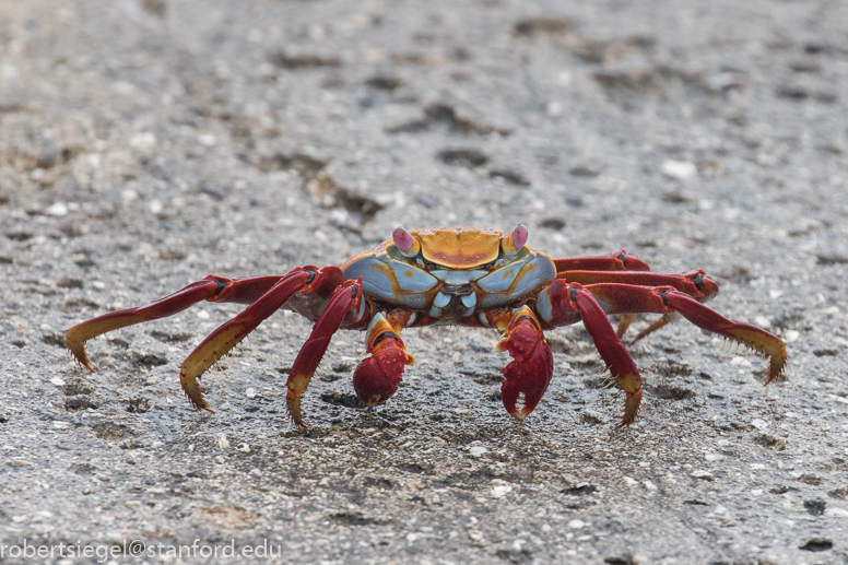 galapagos